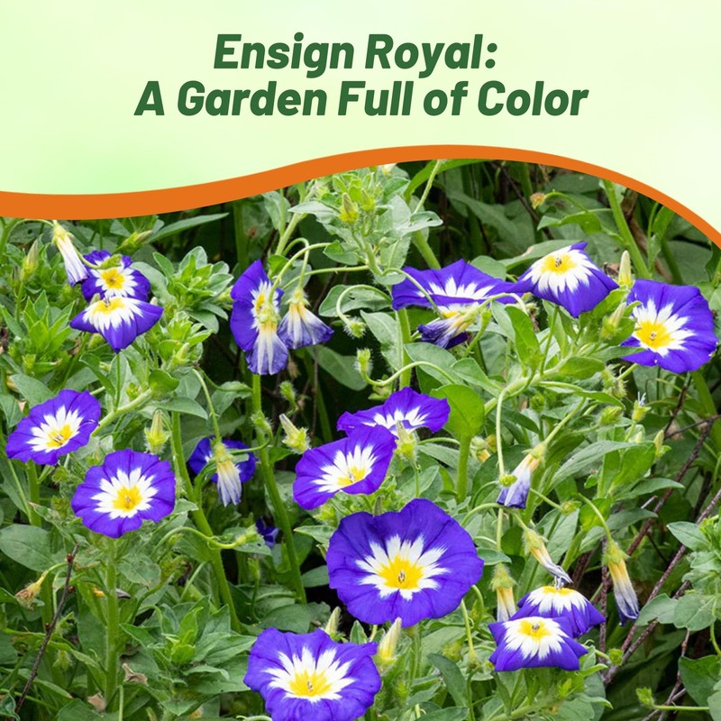 Outsidepride Ensign Royal Morning Glory Seeds - 1000 Pcs. Annual,