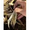 Lot Of 12 Dried Okra Pods.