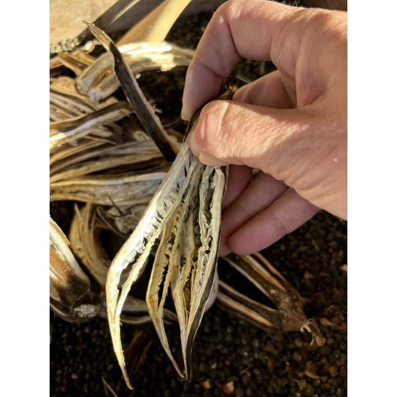 Lot Of 12 Dried Okra Pods.