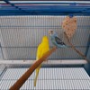 Drydiet 100 ft x 11 Inch Bird Cage Liner Disposable