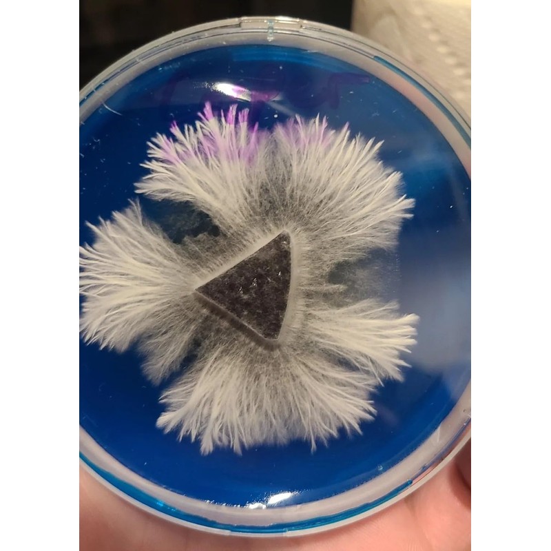Booming Acres 70mm Potato Dextrose Yeast Colored Agar Cup 15