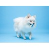 Hartz Chew 'n Clean Tuff Bone Bacon Scented Dental Dog