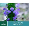 Southern Seeds Self Heal (Heal All) - Heirloom Seeds -