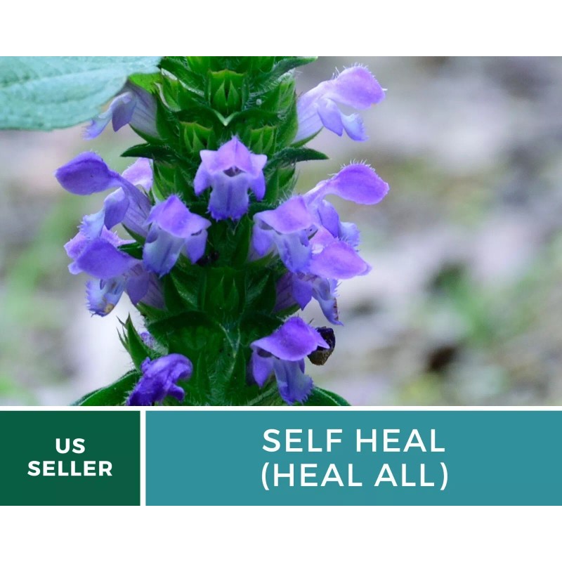 Southern Seeds Self Heal (Heal All) - Heirloom Seeds -