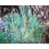 White Pine Eastern White Pine Tree Seedlings /Transplants 18"-24"; lot