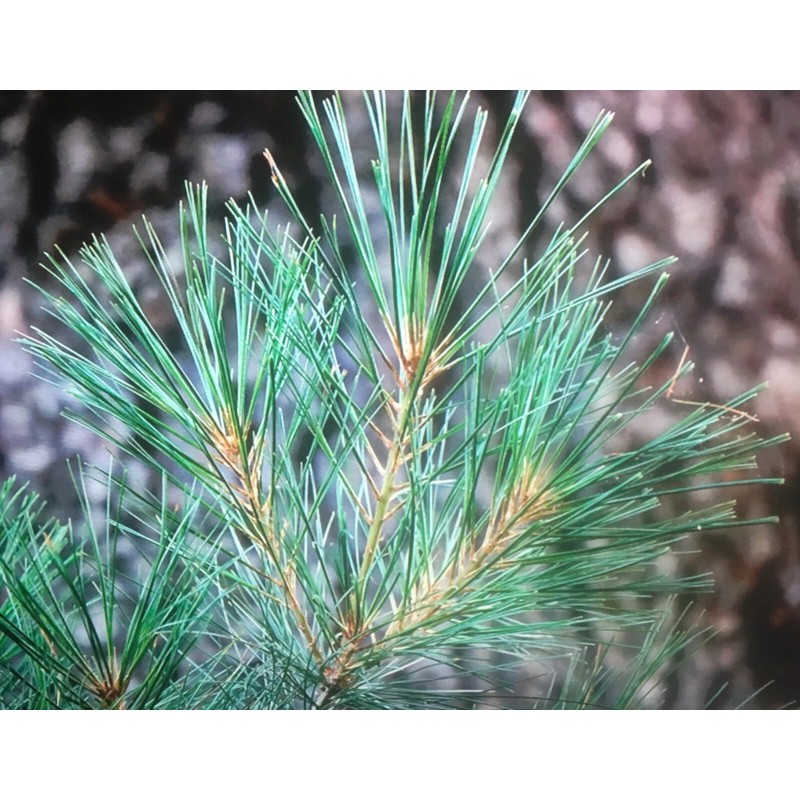White Pine Eastern White Pine Tree Seedlings /Transplants 18"-24"; lot