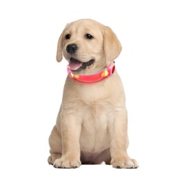 LED-Halsband für Haustiere, wasserdicht, verstellbar, mit Blinkender Beleuchtung, ideal für nächtliche Spaziergänge und erhöhte Sichtbarkeit.