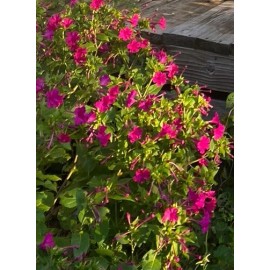 4 oclock seeds *60 Count* - HOT PINK