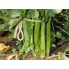 Celery Seed, Tendercrisp, 100 Seeds, Heirloom, Non GMO, Tender Crisp