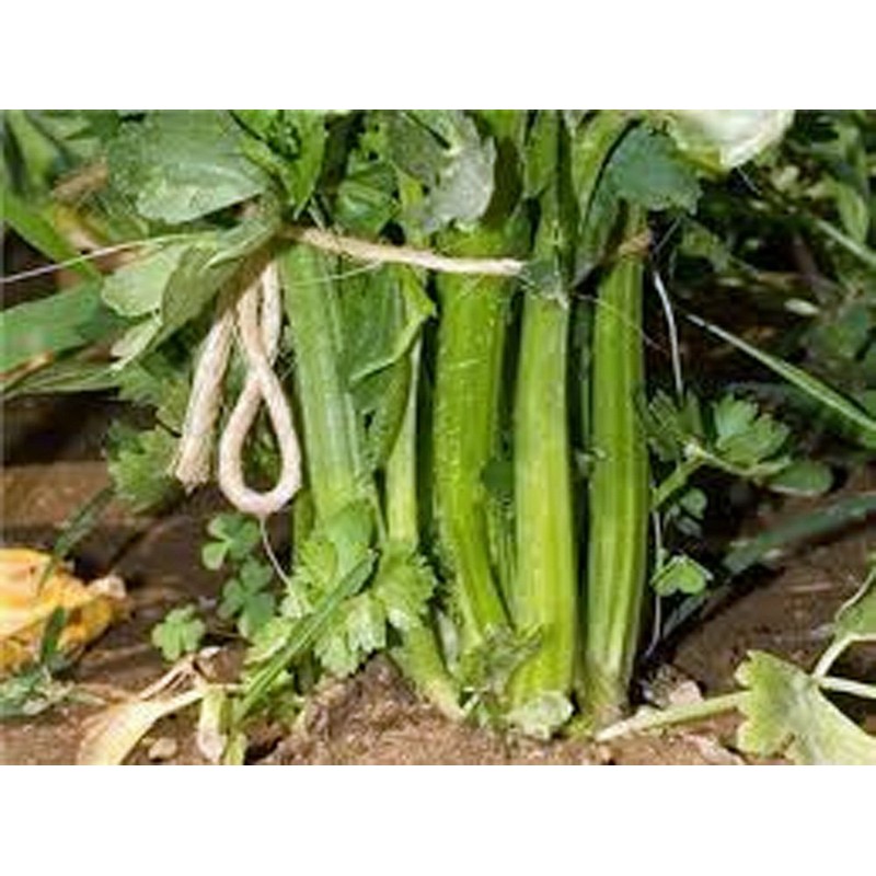 Celery Seed, Tendercrisp, 100 Seeds, Heirloom, Non GMO, Tender Crisp