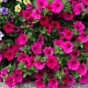 Petunia Seeds - Rose of Heaven - Packet - Pink