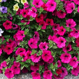 Petunia Seeds - Rose of Heaven - Packet - Pink Flower Seeds, Open Pollinated Seed Attracts Butterflies, Attracts Hummingbirds, Attracts Pollinators, Easy to Grow & Maintain, Container Garden