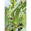 Little Seed Store 40+PERKINS DWARF OKRA Seeds Compact 4' Plant