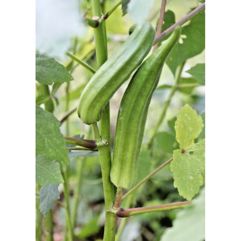 Little Seed Store 40+PERKINS DWARF OKRA Seeds Compact 4' Plant