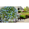 Blue Daze | 2 Large Gallon Size Plants | Evolvulus