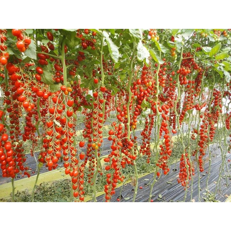 KIRA SEEDS - Vine Tomato - Giant - Heirloom Vegetable