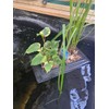 Filter Foams Ltd Floating Pond Planter with 2 Baskets, 1L