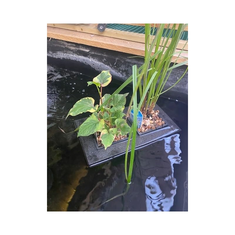 Filter Foams Ltd Floating Pond Planter with 2 Baskets, 1L