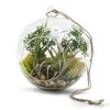 WGV Hanging Terrarium Globe, Width 8", Height 9", DIY Air