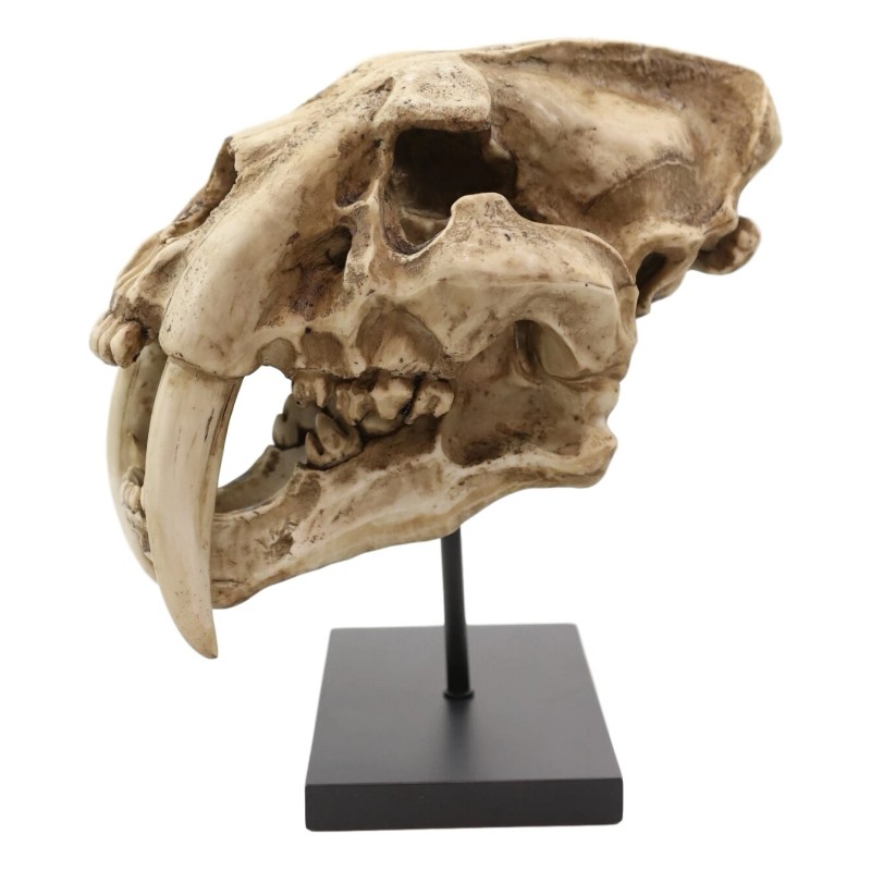 Ebros Gift Sabertooth Tiger Cat Fossil Skull Skeleton Replica Statue