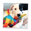 Doggijuana | Get The Pawty Started - Interactive Dog Toy