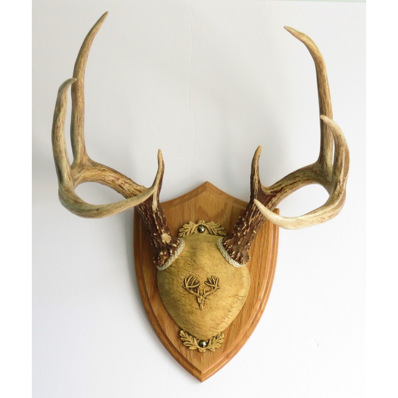 Taxidermists Woodshop TTW Ultimate Antler Mounting Kit - Medium Oak