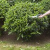 Galadim Hand Shears for Gardening & Sheep Shearing - Manganese