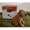Vivid Arts Pet Pals - Boxer Puppy