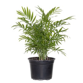 United Nursery Parlor Palm Live Plant 12-16 inches Tall in 6 inch Plant Pot Low Light Easy Care House Plant Air Purifying Tropical Greenery for Office, Home Decor