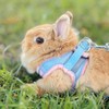 Rabbit Harness and Leash Set Escape Proof, Adjustable Soft Padded