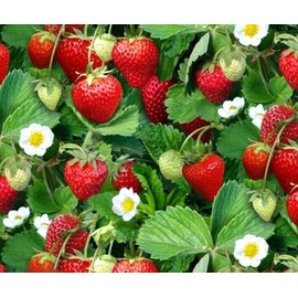 250PCS Wild Strawberry Seeds Sweet Fruit Fragaria Virginiana Winter Hardy Strawberry Seeds