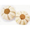 Set of 2 Sputnik Sea Urchin Shells 1-1.75" Beach Crafts