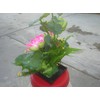 Plastic Artificial Lotus Flower with Black Square Procelain Pot