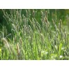 Climax Timothy Grass Seeds, 1 Pound by Seeds2Go