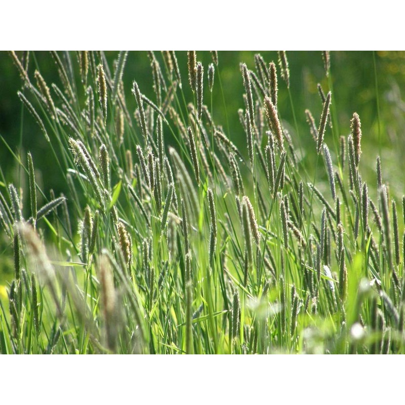 Climax Timothy Grass Seeds, 1 Pound by Seeds2Go