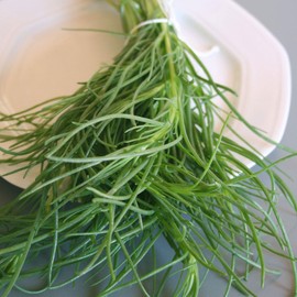 Saltwort Seeds - 1 g Packet ~250 Seeds - Salsola Kali - Medicinal & Herbal Tea Herb Gardening Seeds - Non-GMO, Heirloom, Open Pollinated, Annual