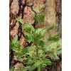 Incense Cedar | Medium Tree Seedling | The Jonsteen Company