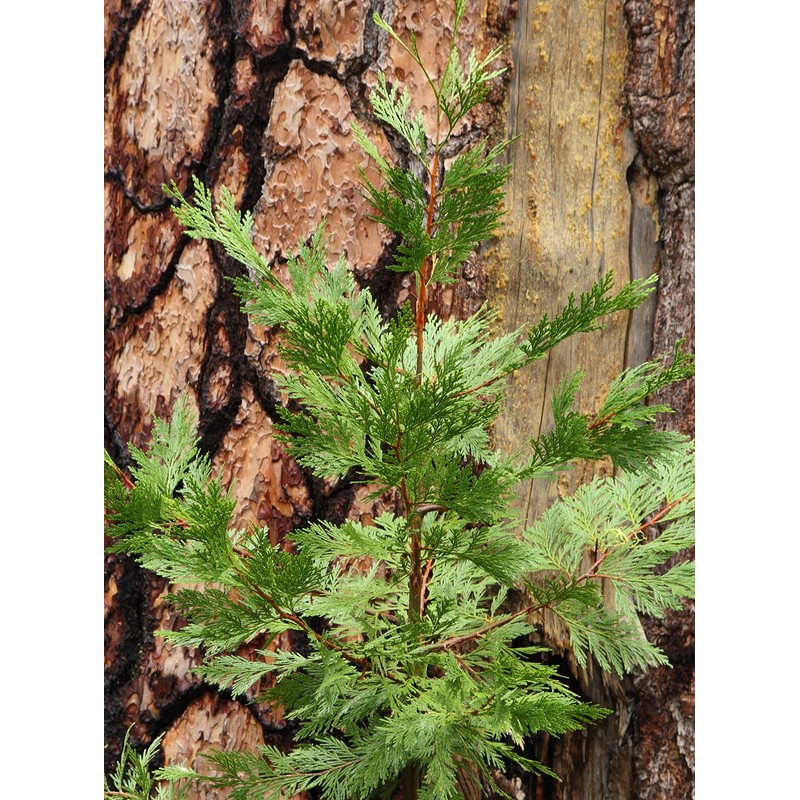 Incense Cedar | Medium Tree Seedling | The Jonsteen Company