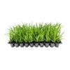 Big Blue Liriope Muscari - 20 Live Plants - Drought