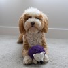 SPOT Gigglers Hedgehog Dog Toy with Giggle Sound | Textured,