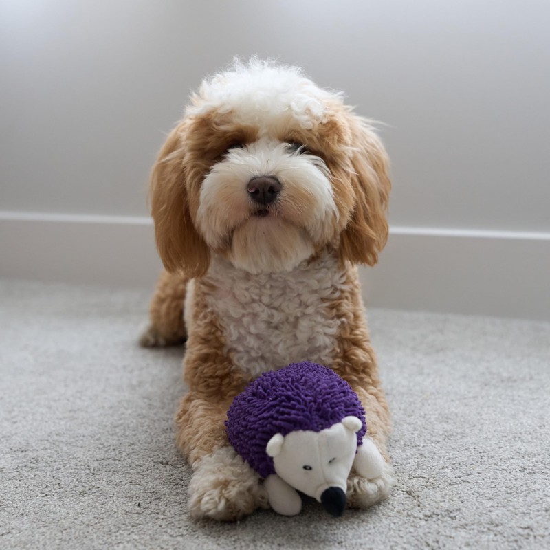 SPOT Gigglers Hedgehog Dog Toy with Giggle Sound | Textured,