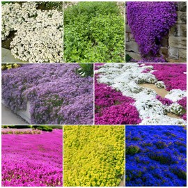 20000+ Mixed Creeping Thyme Seeds for Outdoor Planting - Perennial Ground Cover Flowers, Thymus serpyllum, Fast-Growing & Drought-Tolerant, Ideal for Large Gardens & Container