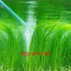4 Pack Aquarium Plant S.e.e.d Set, not Artificial plasticl Plant.