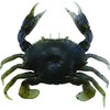 SAVAGE GEAR PVC 3D Crab 3 PULG (3 Piezas)-BC-Blue Crab