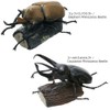 Carolata 3D Picture Book, Real Figure Box (Beetle / 6