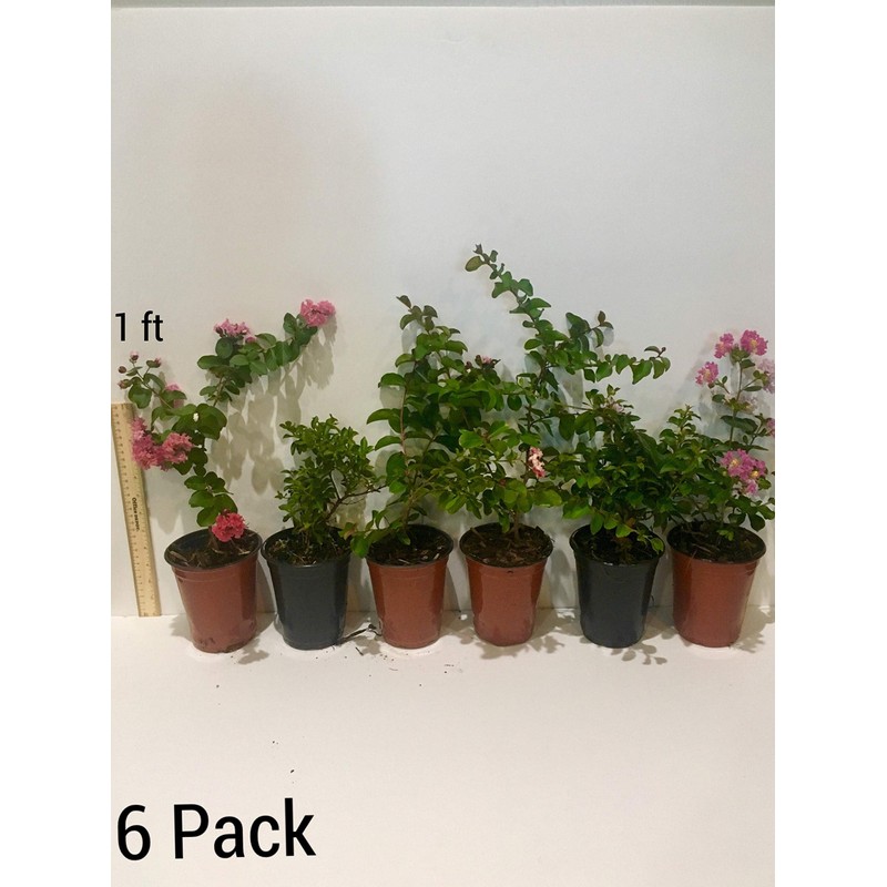 Sioux Crepe Myrtle Trees - Pink Blooms - Quart Containers