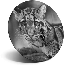 Destination Vinyl ltd Magnet for Refrigerator, Fridge BW - Clouded Leopard Cub Cute Wild for Office, Cabinet and Whiteboard, Magnetic Stickers, 38250