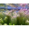 20 STEMS Rotala Rotundifolia Tropical Freshwater Aquarium Live Plants