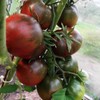 KIRA SEEDS - Seeds Black Prince Tomato - Heirloom Vegetable