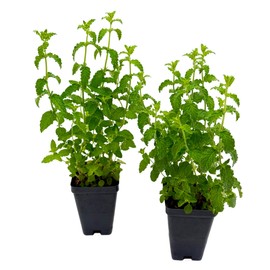 Strawberry Mint | 2 Live Plants in 2.5-inch Nursery Cubes | Mentha × piperita 'Strawberry' Variety | Easy-Care Edible Perennial Herb | Fragrant Minty-Strawberry Flavor for Home and Garden